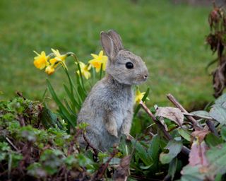rabbit in a flower bed
