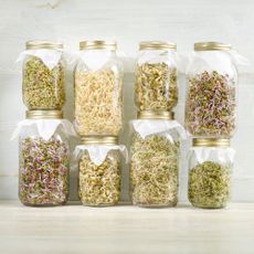 Edible sprouts in jars