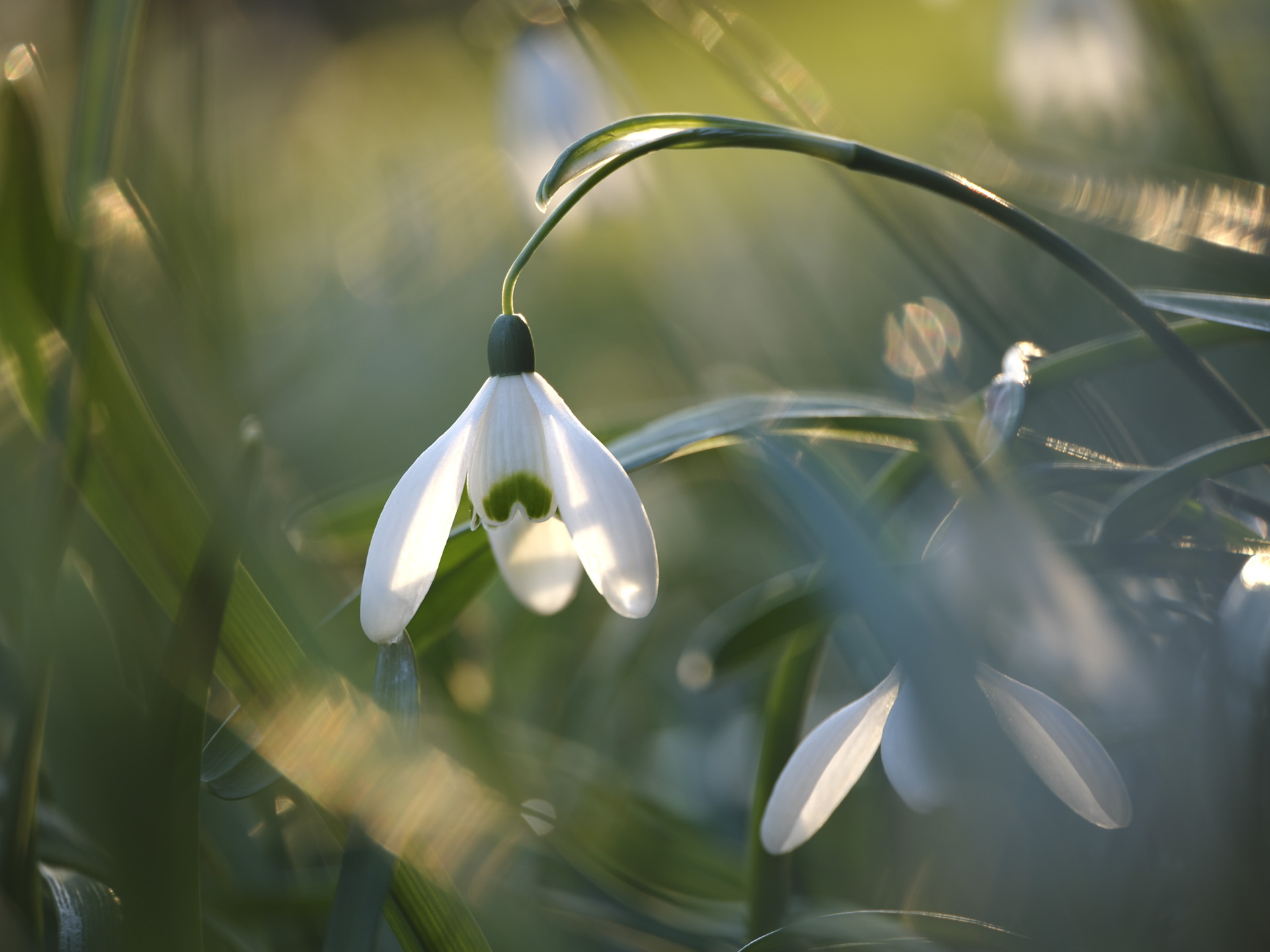 OM System OM-3 sample photos: snowdrop flower closeup, golden hour