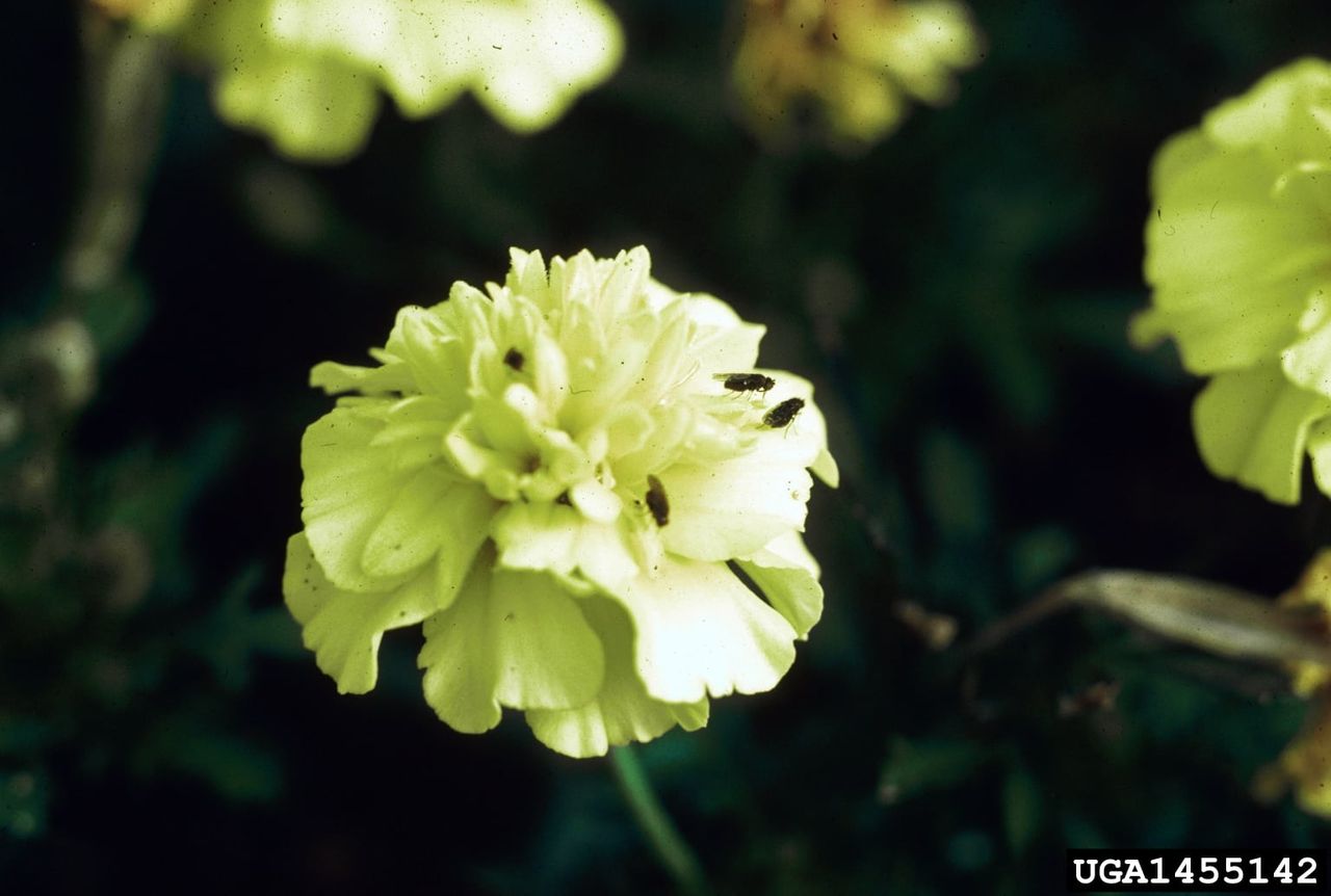 Shore Flies On A Flower