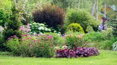 A beautiful summer border and lawn