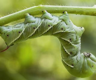 A tomato hornworm up close