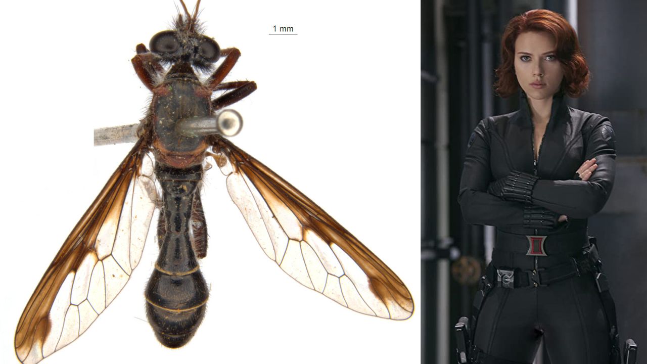 The new fly named for Black Widow