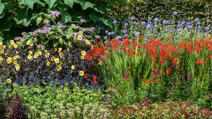 summer bulbs in a border including dahlias and crocosmia