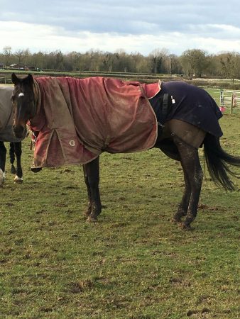 “My horse Levi (Leverage) has a knack for doing this without anything coming undone. He then has to shuffle over to me to get put back to normal — it doesn’t stop him for grazing though!” — Helen Jackson