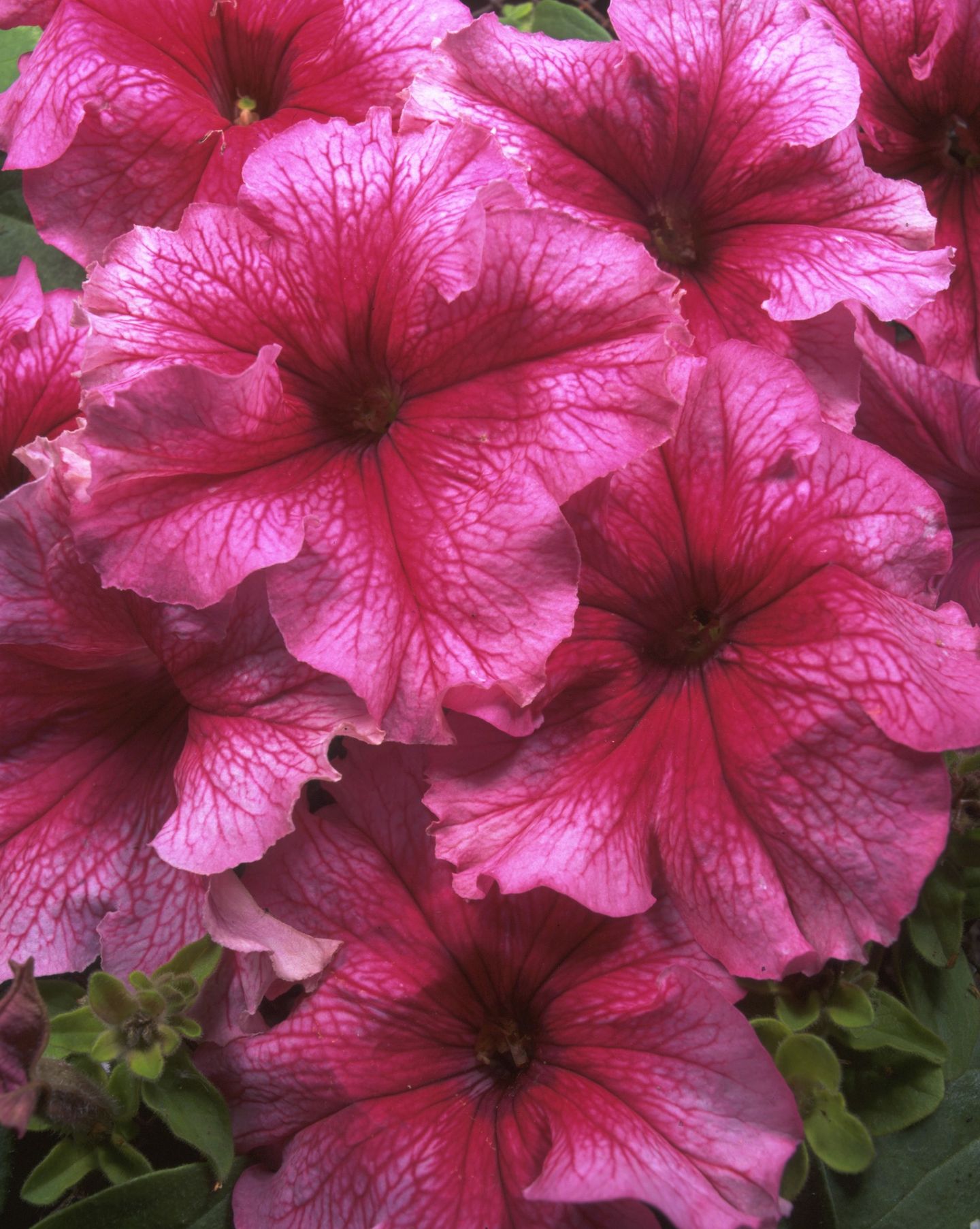 How to grow petunias add easy summer color to your garden GardeningEtc