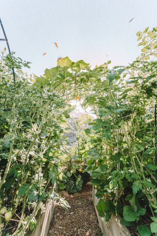 An outdoor vegetable garden with tall plants and an arch with leaves and vines woven around it