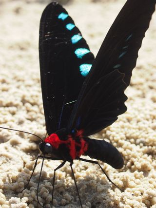 Wallace's Giant Birdwing Butterfly