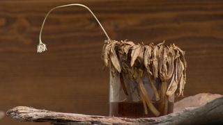 a wilted plant in a vase