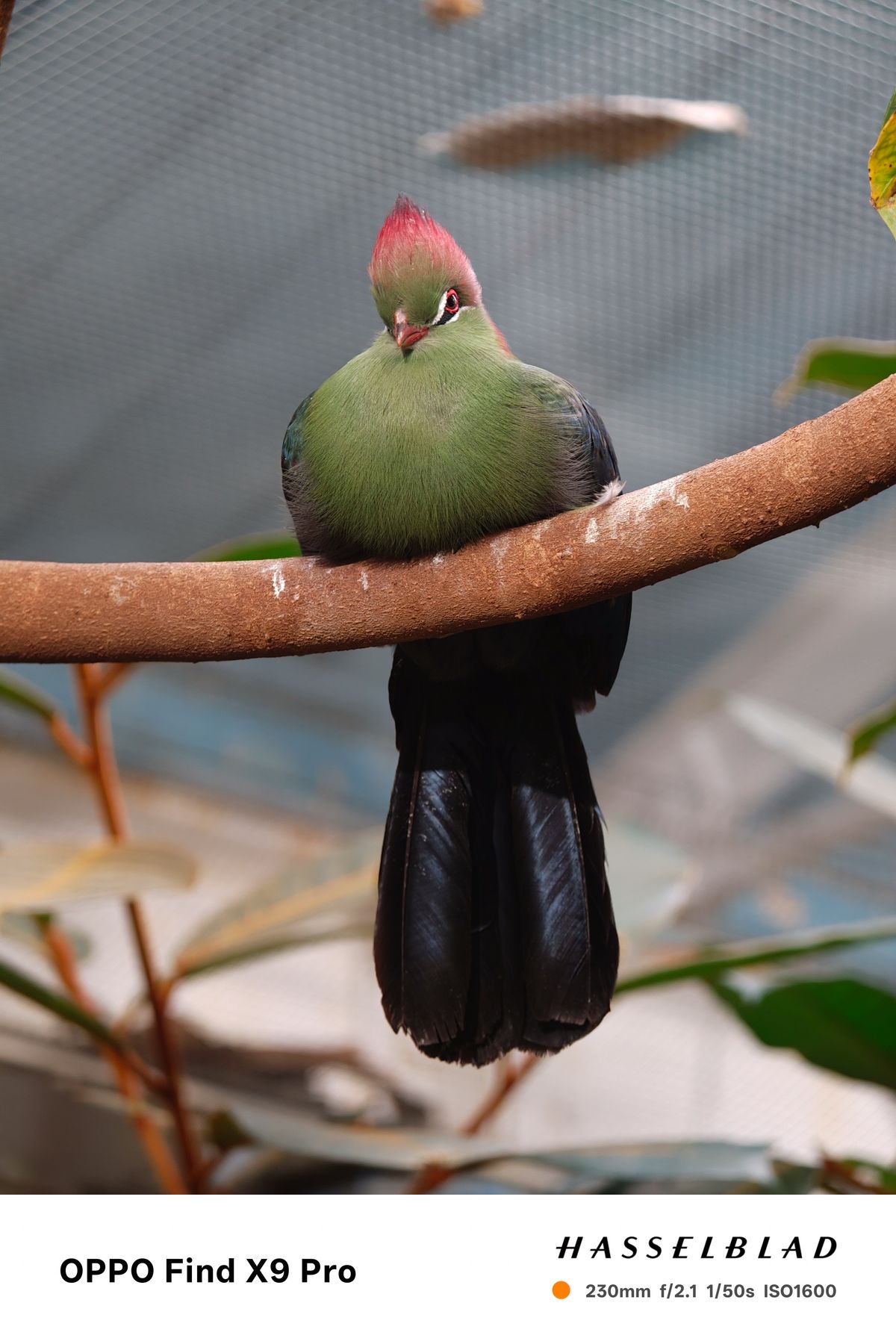 A colourful bird perched on a tree branch