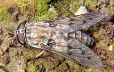 horse-fly.jpg
