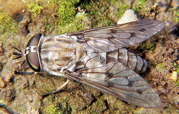 A horse fly (tabanus) is a large dark fly with large eyes