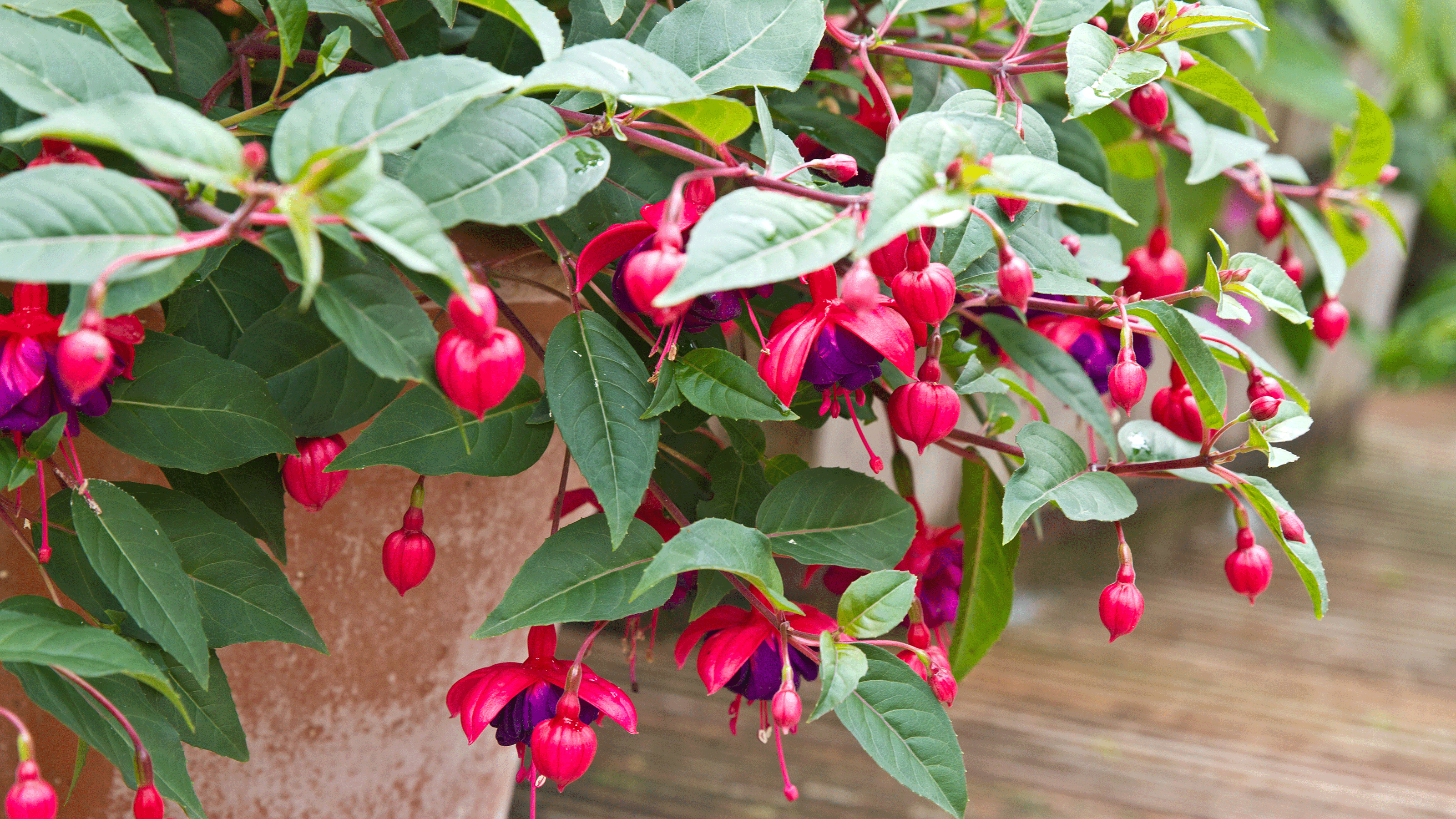 Fuschia plant in pot