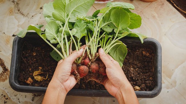 7 Best Vegetables To Grow Indoors | Tom's Guide