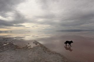 great salt lake, microbes, extremophiles, archaea