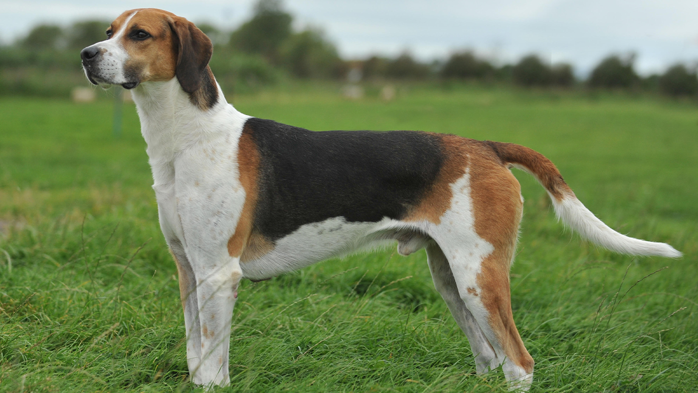 English Foxhound