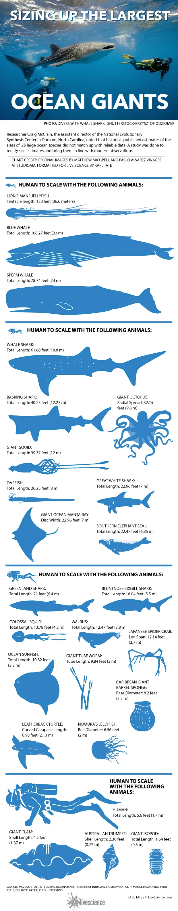 Chart of relative sizes of sea creatures.