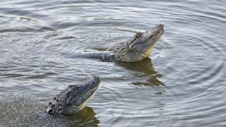 Male alligators performing their water dance
