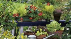 Vegetables and flowers growing in containers on a balcony
