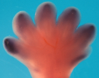 Paw of a mole embryo (Talpa occidentalis) with the Sox9 molecules marked, which reveal the early development of the skeleton.