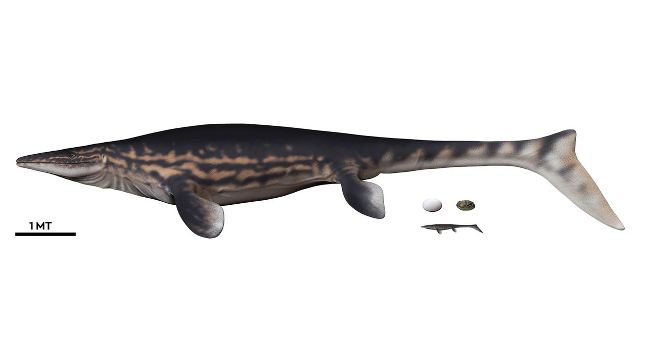 An illustration of the enormous mosasaur next to her egg and baby.
