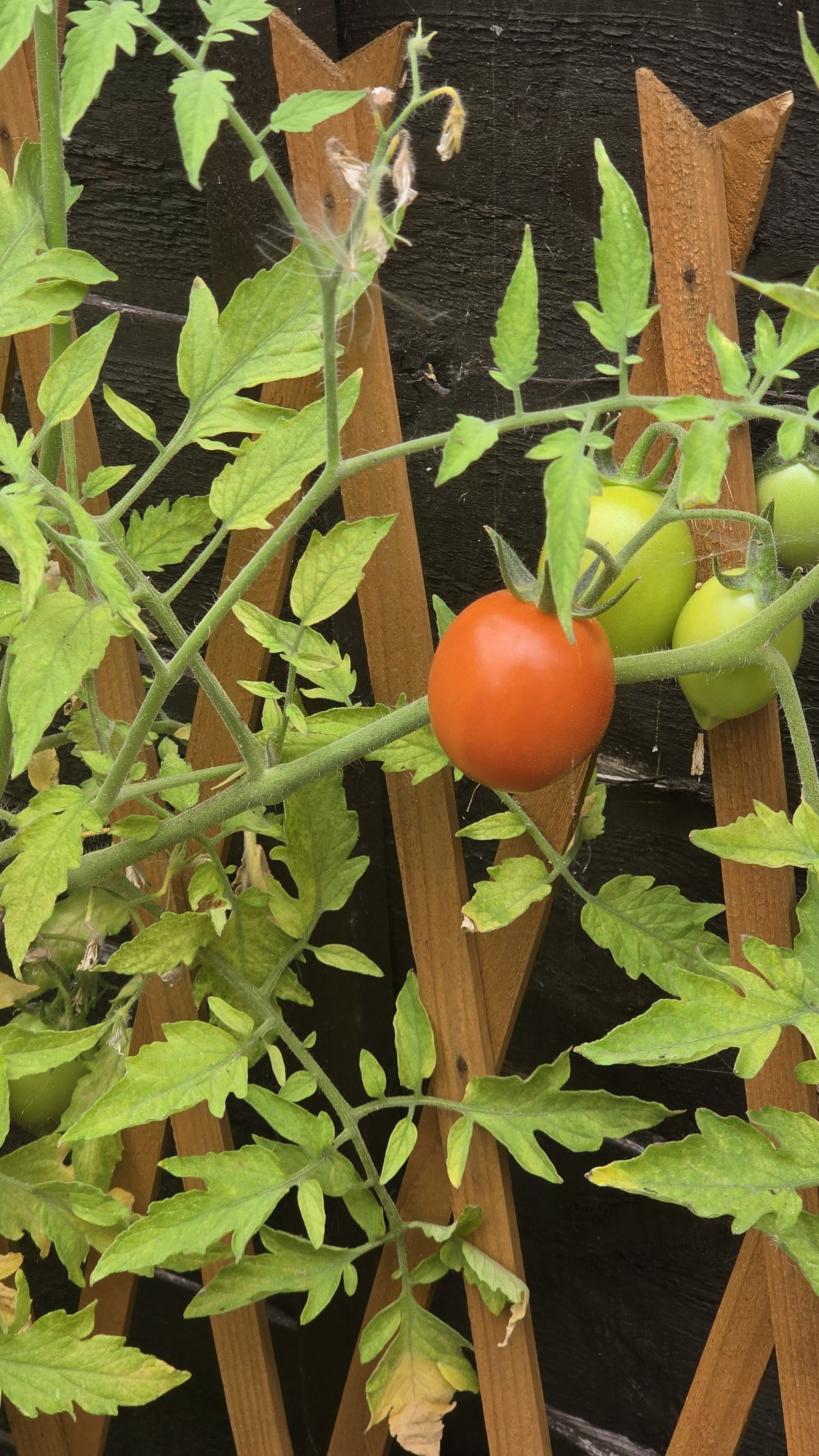 tomato plant