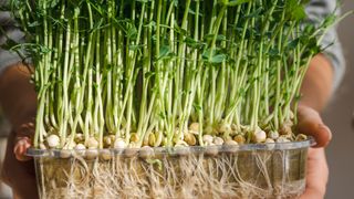 Pea shoots grown in a pot