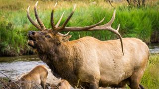 Bull elk bugling