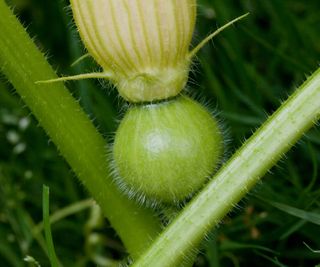 The flower and developing young fruit of an acorn squash plant