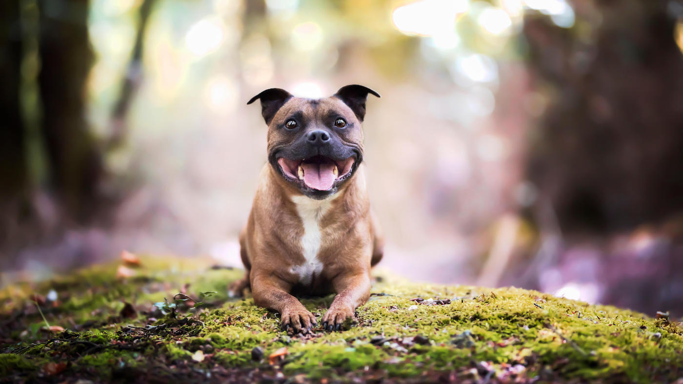 A Staffie dog looking friendly sitting on a rock