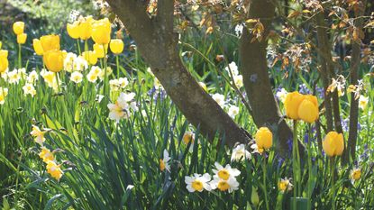 Yellow tulips and daffodils growing next to tree in garden