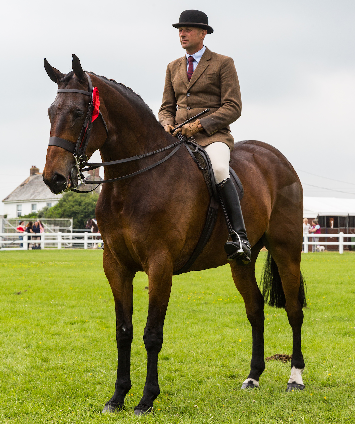 A good example of a middleweight show hunter. Training for show hunter classes