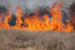 A wildfire fueled by invasive cheatgrass burns fragile sage steppe habitat.
