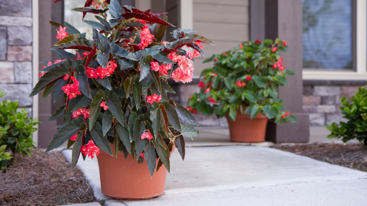 Angel wing begonias in pots on a front porch