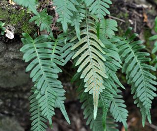 Common polypody fern growing in a shady garden with green fronds