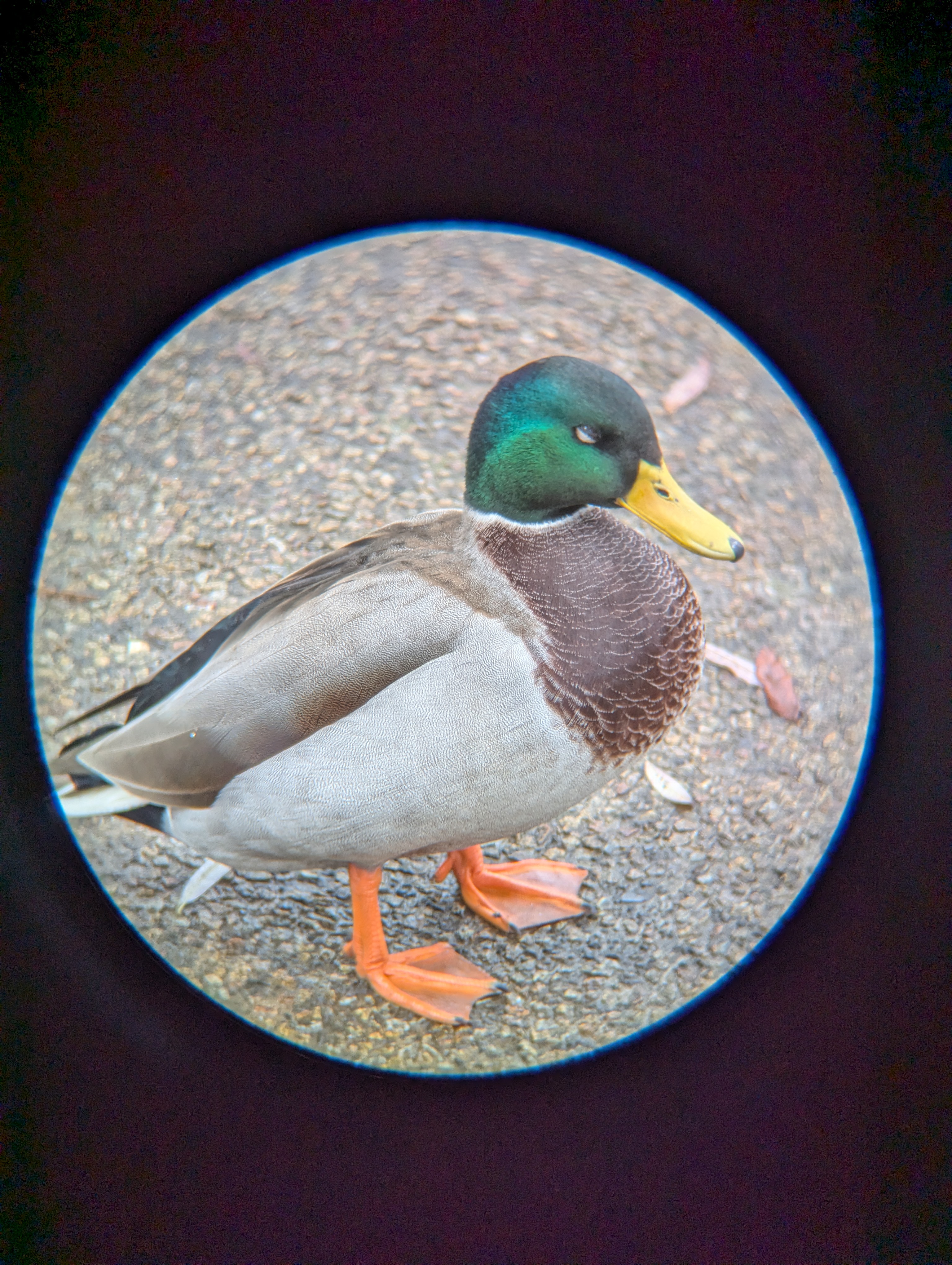 A photo of a male duck taken with an Apexel TM6 TeleMacro lens