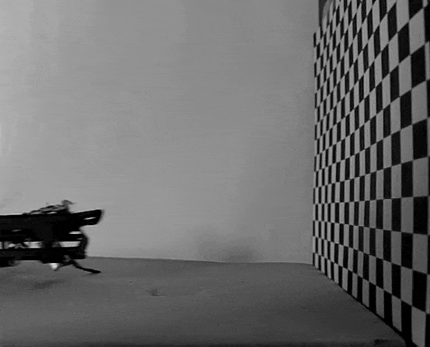 A roach-inspired robot tackles a wall, using the insects' head-on approach.