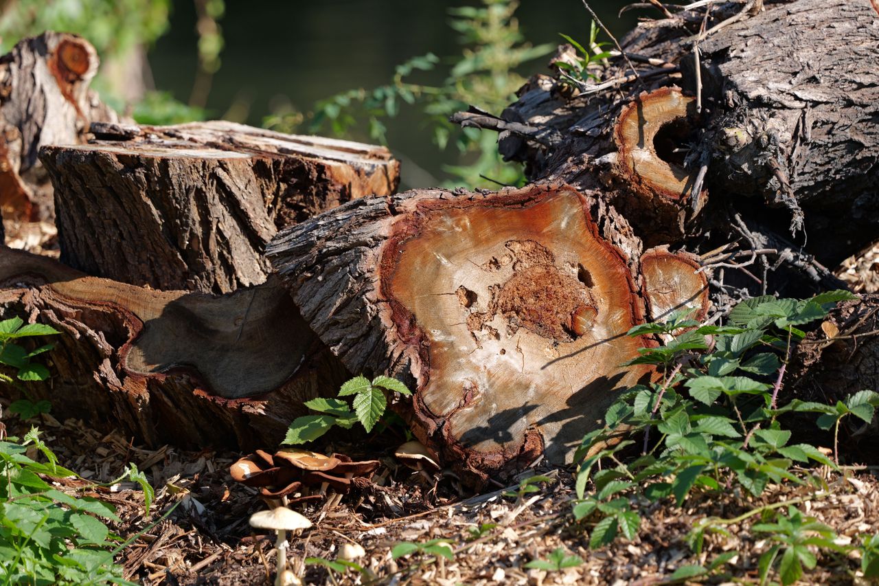 A collection of chopped logs on the ground surrounded by green weeds