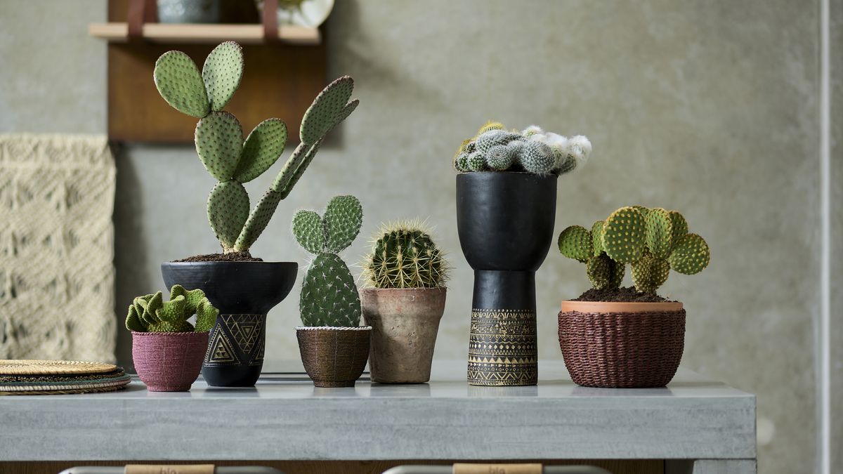 Indoor plant ideas