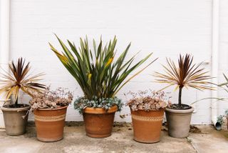 Four plants in clay pots against a white outside wall