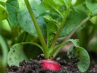 radish plants growing in soil