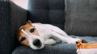 Dog looking sad and unwell lying on a grey sofa