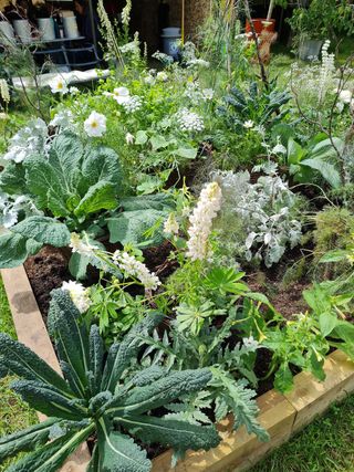 veg beds with flowers by wild barn flowers at hampton court