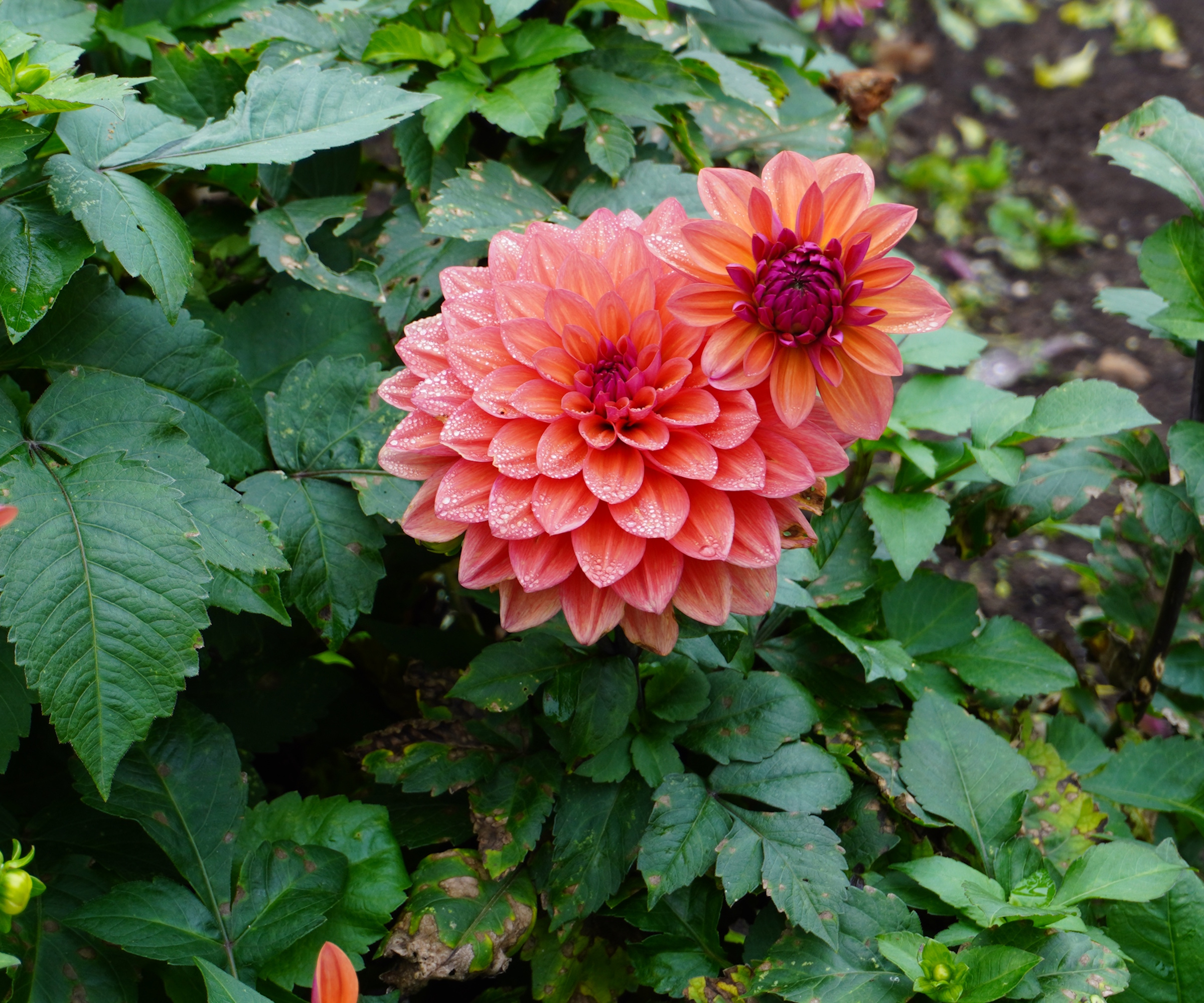 Dahlia at Gravetye Manor