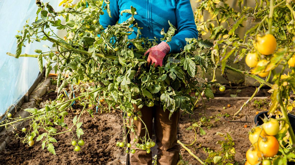6 Smart Ways to Reuse Spent Tomato Vines (That's Not Just Putting Them in Your Compost)