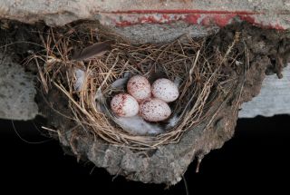 Barn Swallow (Hirundo rustica) nest