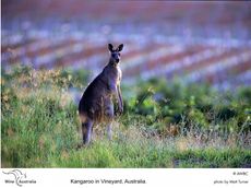 kangaroo