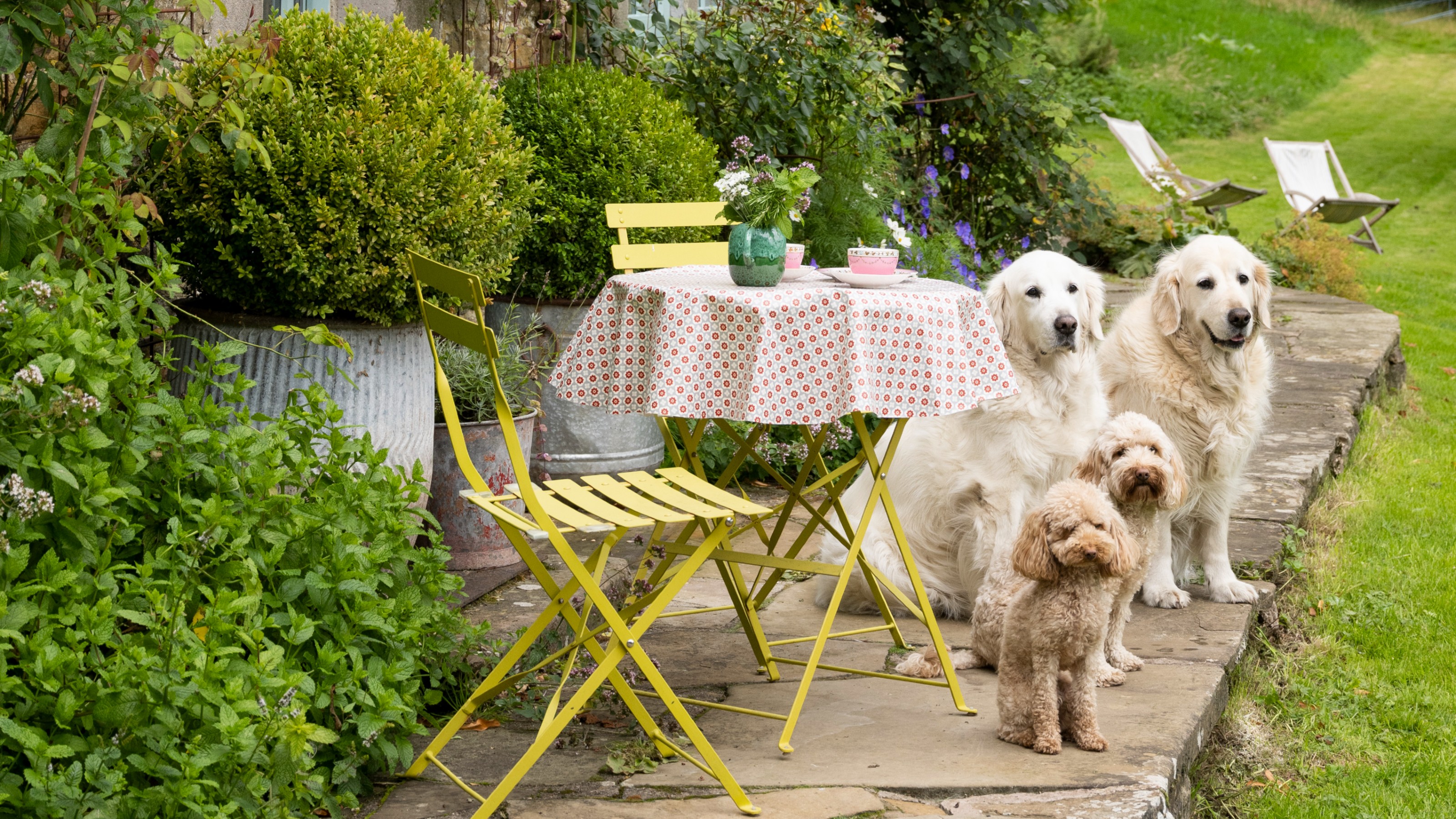 A garden with a yellow two-seat bistro set with a polka dot tablecloth and four dogs around it