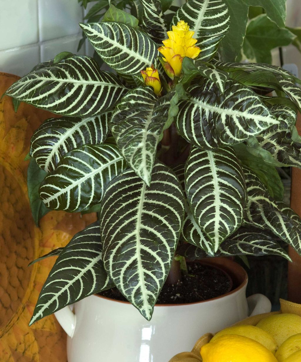 How to care for a zebra plant: pro tips for indoors | Homes and Gardens