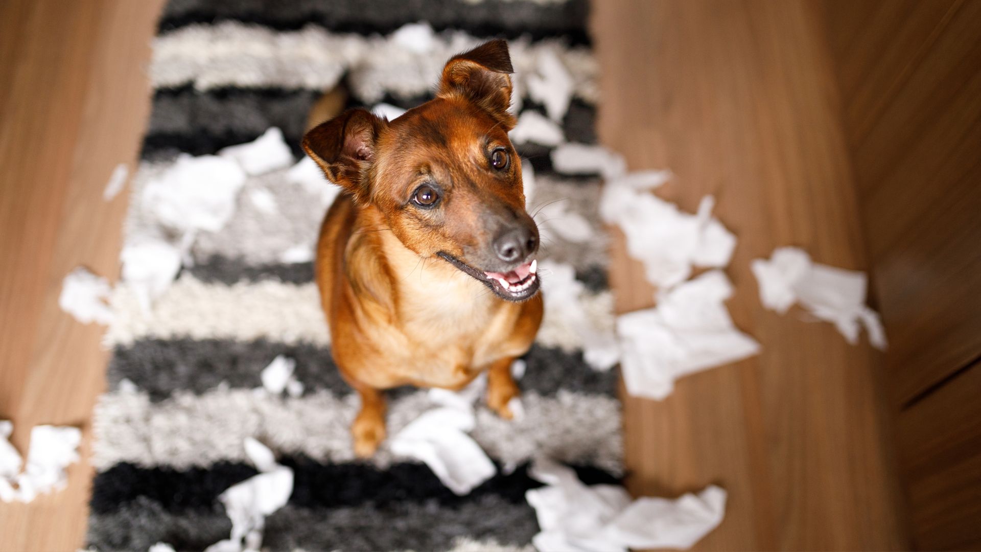 This is why it’s important to let your dog shred things, according to